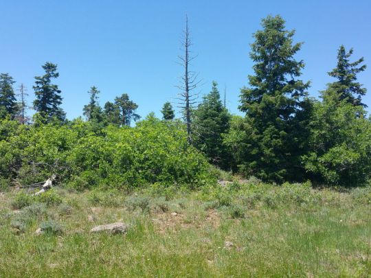 Whispering Pines Lot 7, Virgin, UT 84779