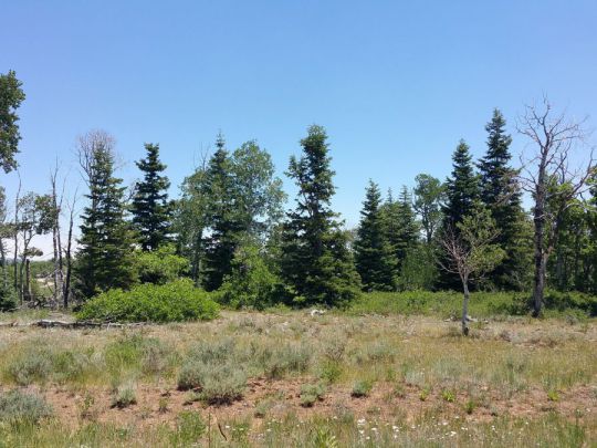Whispering Pines Lot 27, Virgin, UT 84779