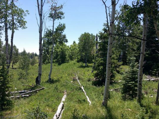 Whispering Pines Lot 27, Virgin, UT 84779