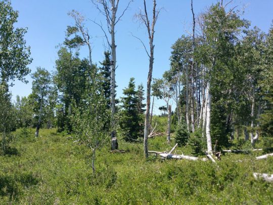 Whispering Pines Lot 27, Virgin, UT 84779