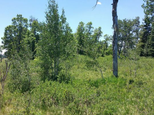 Whispering Pines Lot 27, Virgin, UT 84779