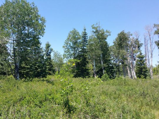 Whispering Pines Lot 27, Virgin, UT 84779
