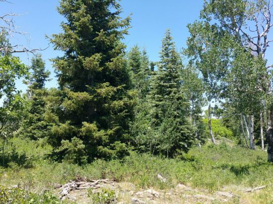 Whispering Pines Lot 27, Virgin, UT 84779