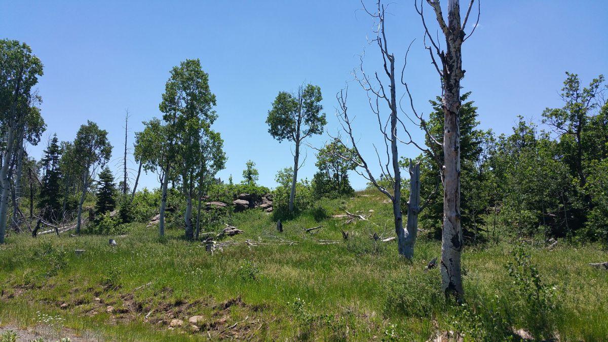 Whispering Pines Lot #23, Virgin, UT 84779