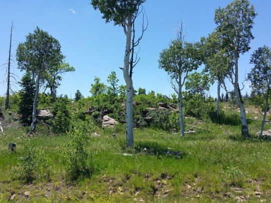 Whispering Pines Lot 23, Virgin, UT 84779