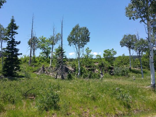 Whispering Pines Lot 23, Virgin, UT 84779