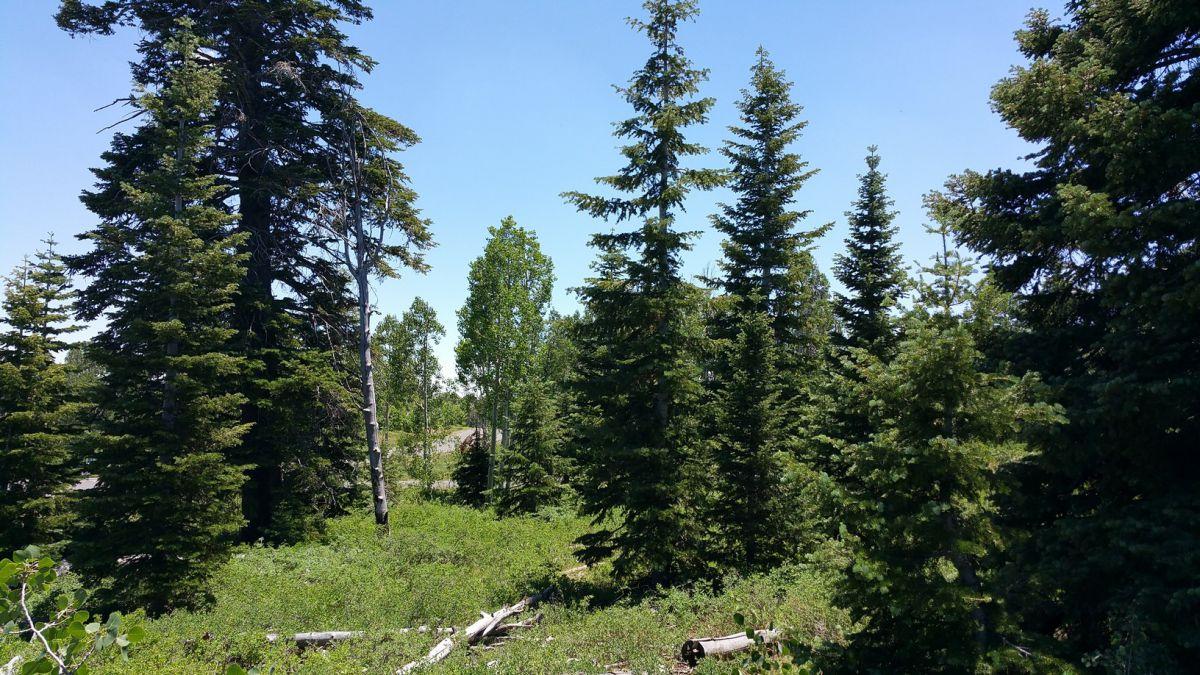 Whispering Pines Lot #53, Virgin, UT 84779