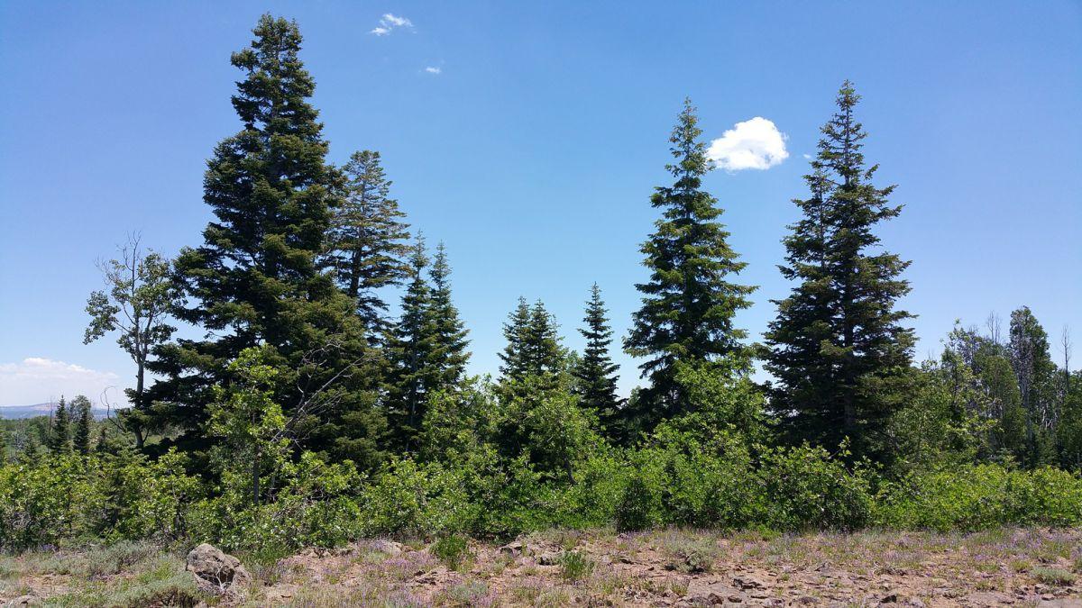 Whispering Pines Lot #53, Virgin, UT 84779
