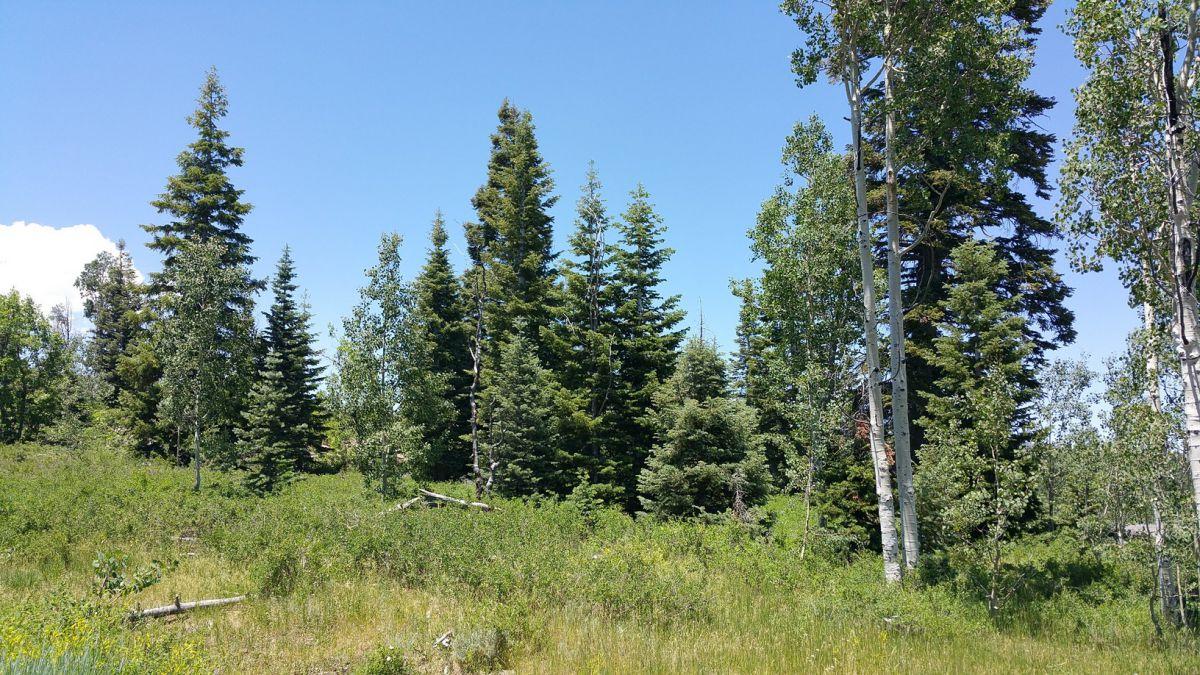 Whispering Pines Lot #53, Virgin, UT 84779