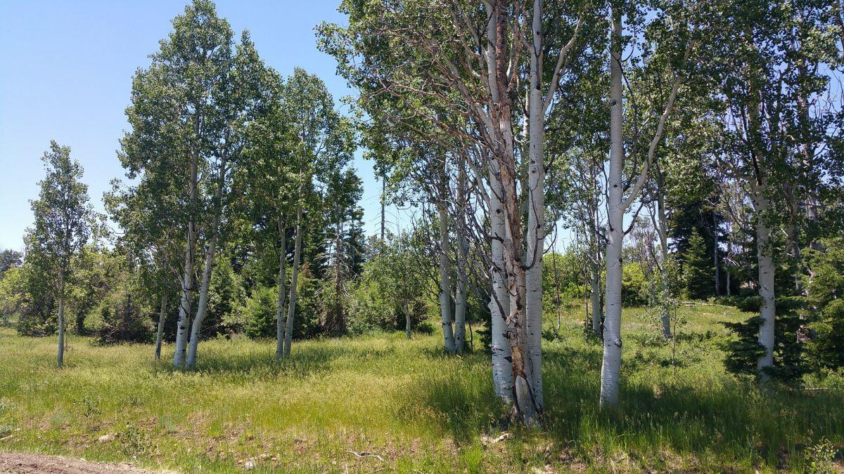 Whispering Pines Lot #21, Virgin, UT 84779