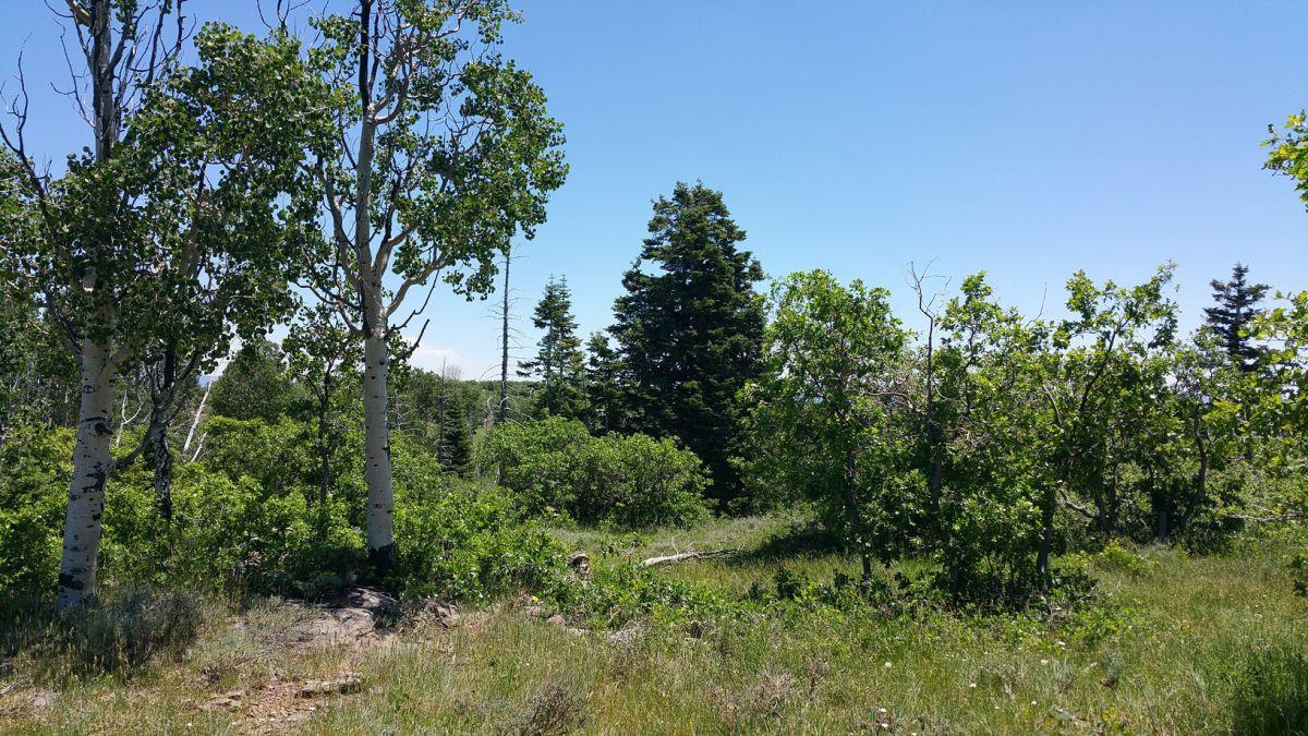 Whispering Pines Lot #21, Virgin, UT 84779