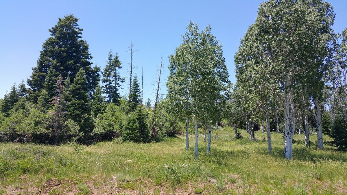 Whispering Pines Lot #21, Virgin, UT 84779