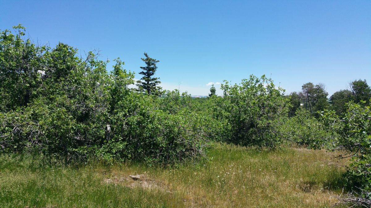 Whispering Pines Lot #21, Virgin, UT 84779