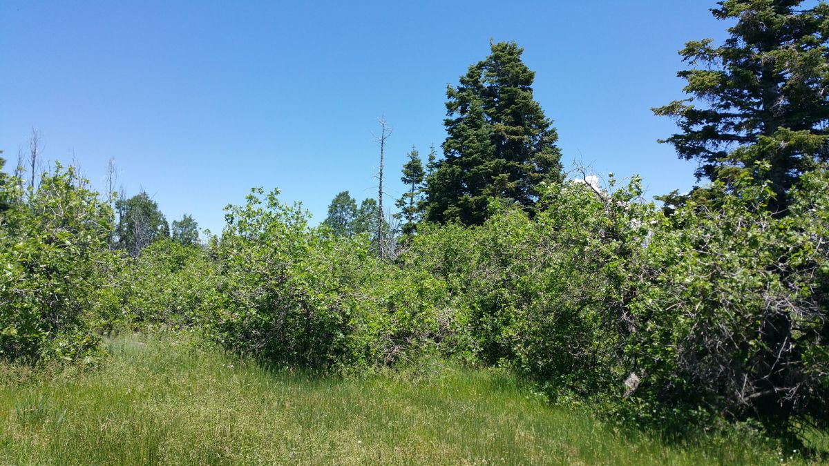 Whispering Pines Lot #21, Virgin, UT 84779