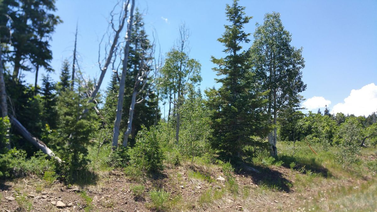 Whispering Pines Lot #57, Virgin, UT 84779