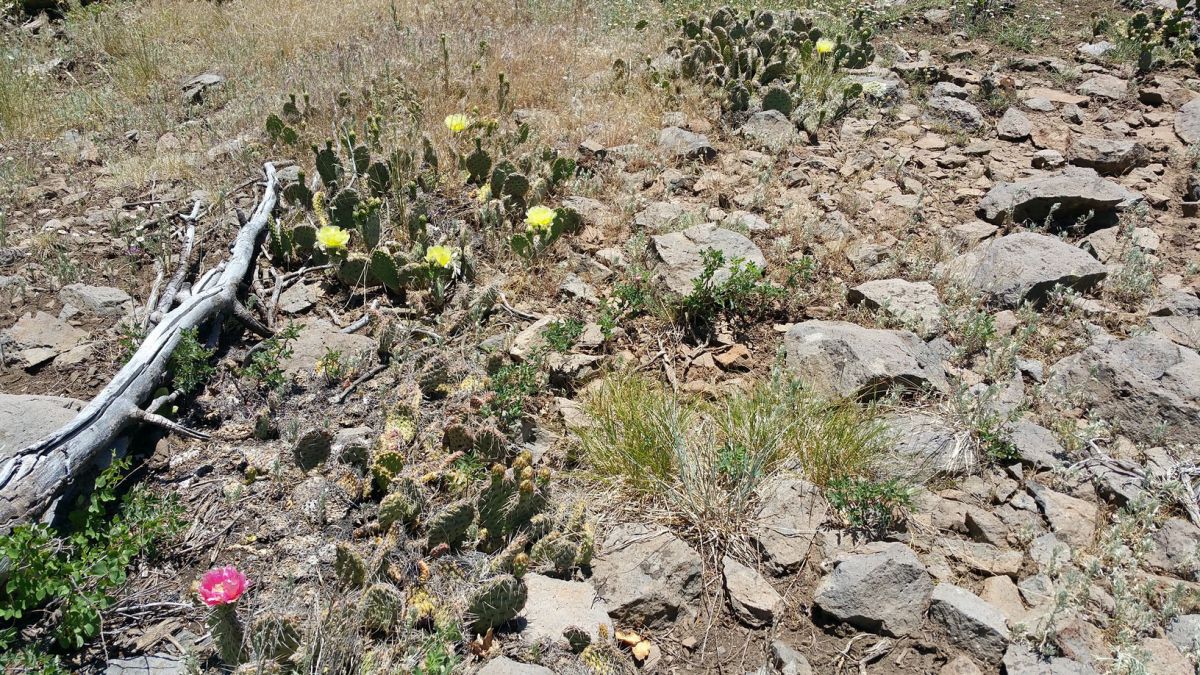 Whispering Pines Lot #57, Virgin, UT 84779