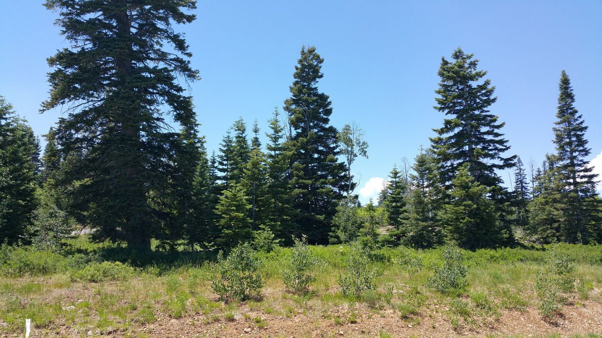 Whispering Pines Lot #53, Virgin, UT 84779