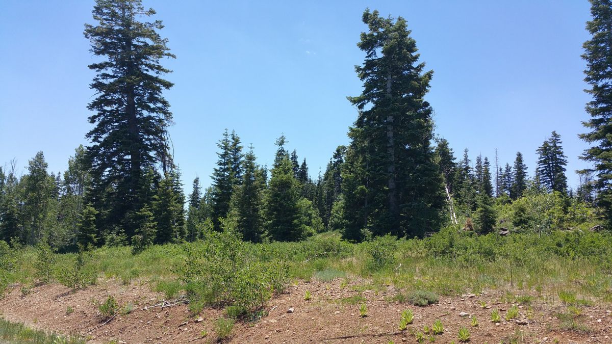 Whispering Pines Lot #53, Virgin, UT 84779