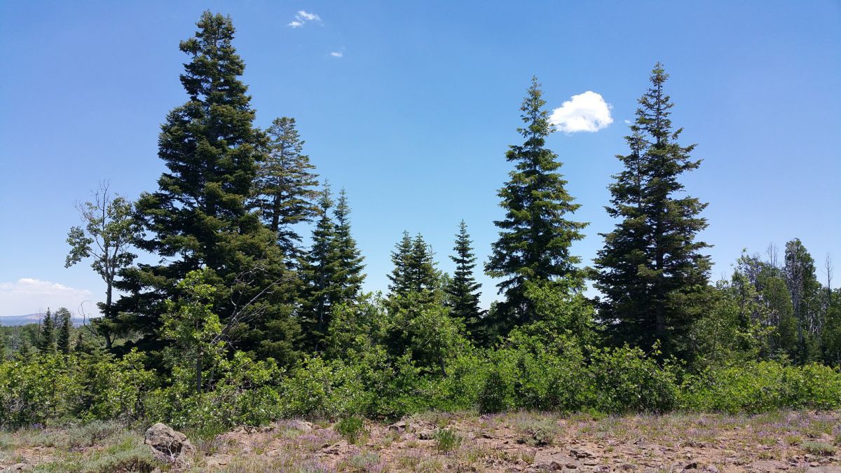 Whispering Pines Lot #53, Virgin, UT 84779