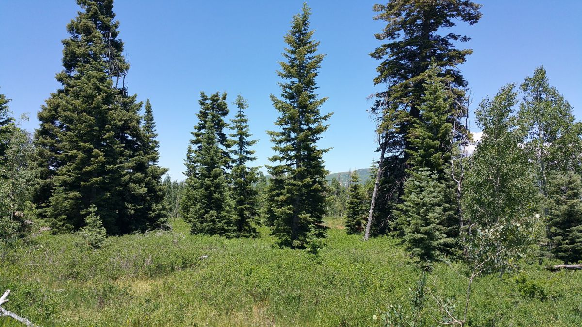 Whispering Pines Lot #53, Virgin, UT 84779