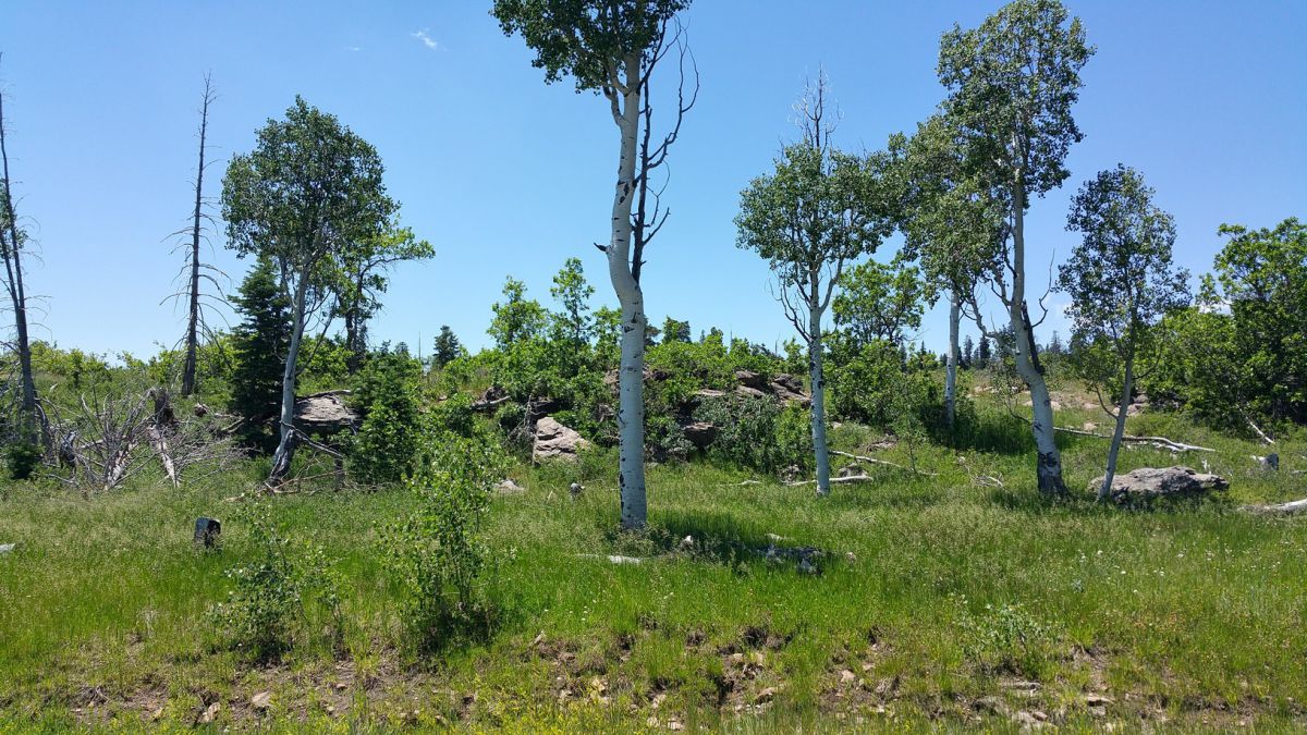 Whispering Pines Lot #23, Virgin, UT 84779