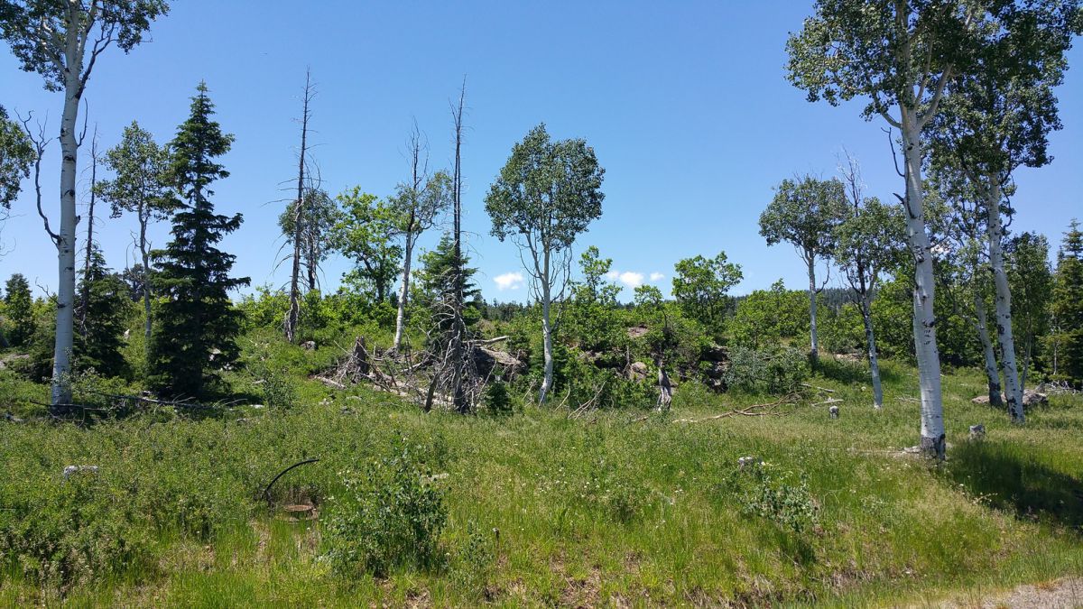 Whispering Pines Lot #23, Virgin, UT 84779