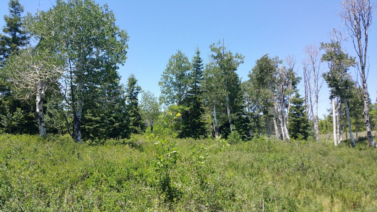Whispering Pines Lot #27, Virgin, UT 84779