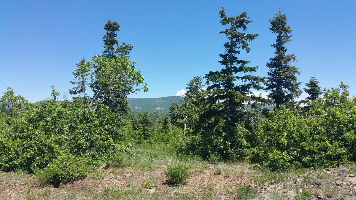 Whispering Pines Lot #7, Virgin, UT 84779