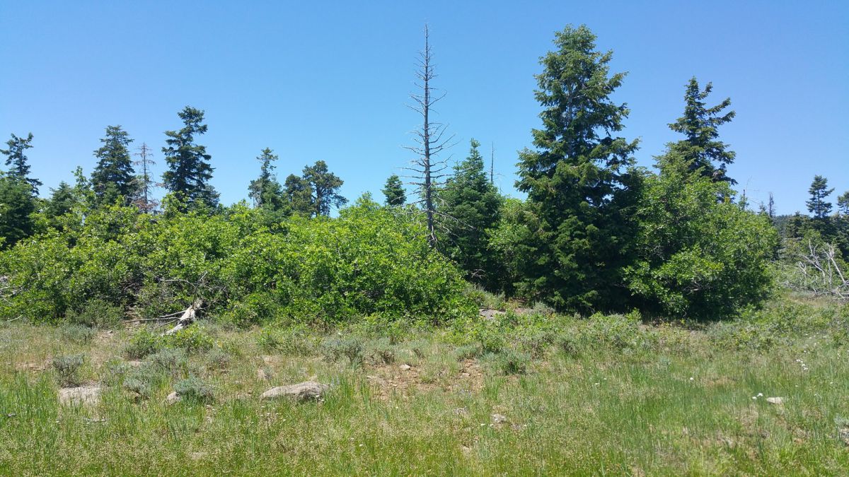 Whispering Pines Lot #7, Virgin, UT 84779