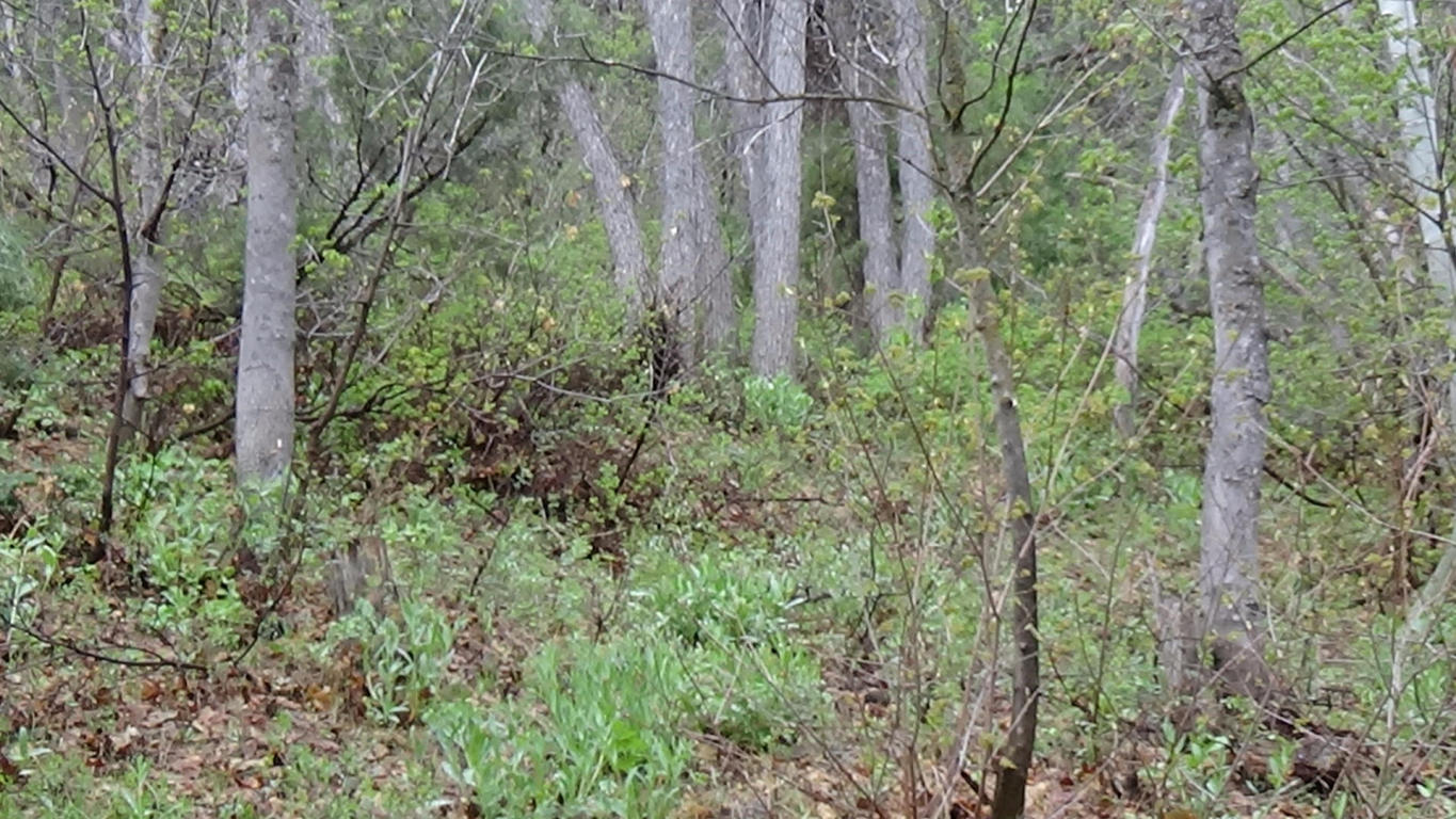 1 Acre Lot Spring Creek DR, Virgin, UT 84779