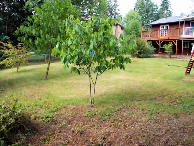 14620 118th Ave Ct EPuyallup, WA, 98374Pierce County