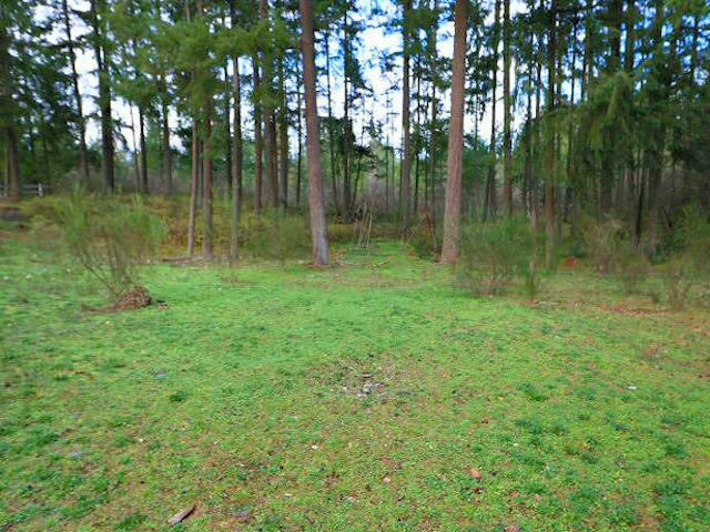 4311 239th St ESpanaway, WA, 98387Pierce County