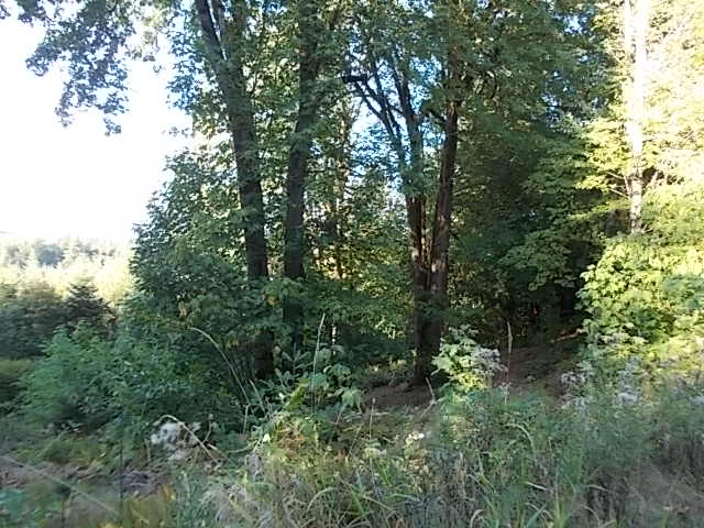 250 SE Eagles Nest DrShelton, WA, 98584Mason County