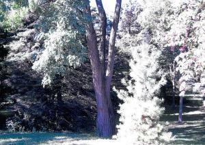 Pcl2 Woods Rd