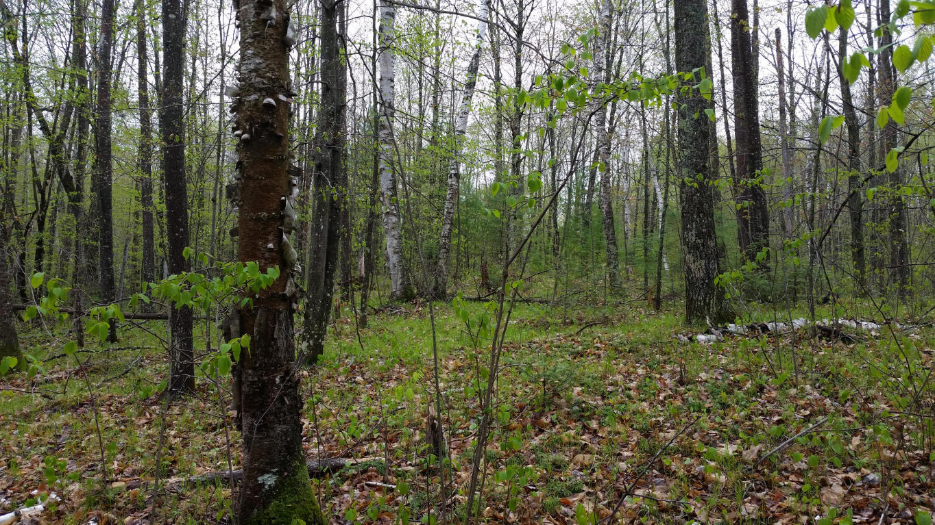16736 Nicolet Road, Nicolet National Forest
