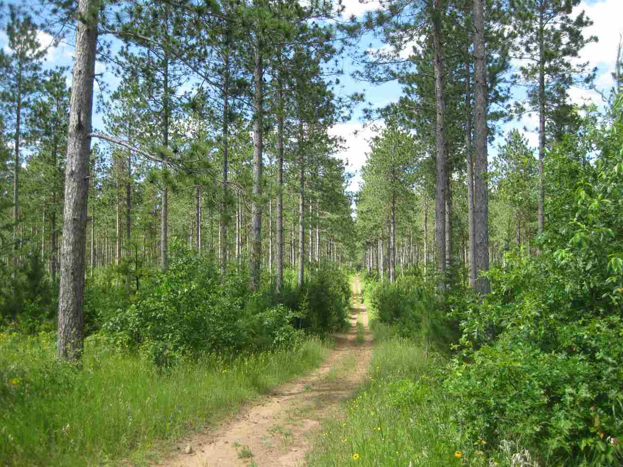 N11158 Evergreen