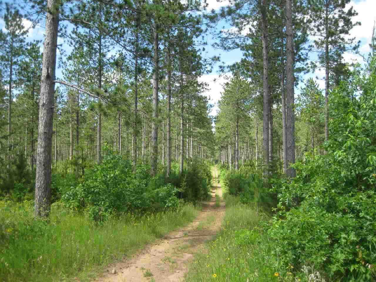 N11158 Evergreen