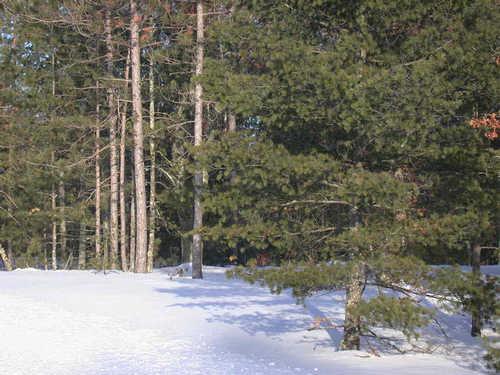 Pines Lane