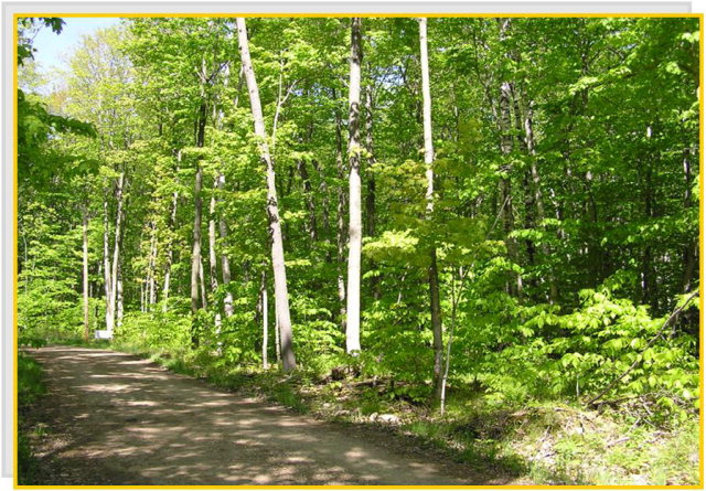 1724 White Trillium Trl