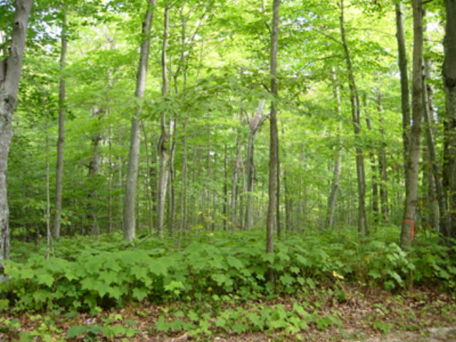 1724 White Trillium Trl