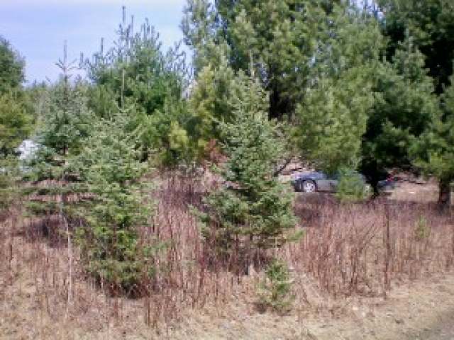 12182 Reini Ln