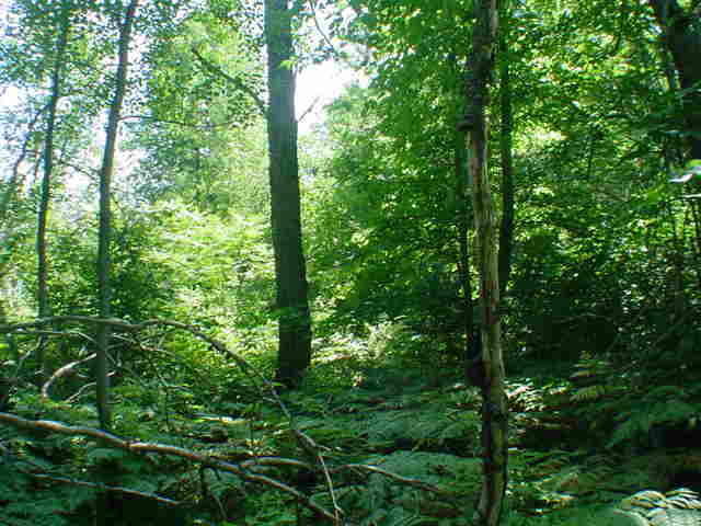 Lt1 Hwy 64