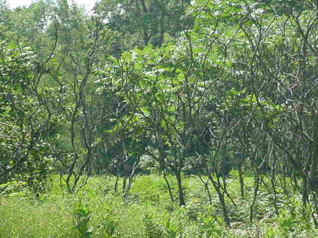 Lt1 Hwy 64