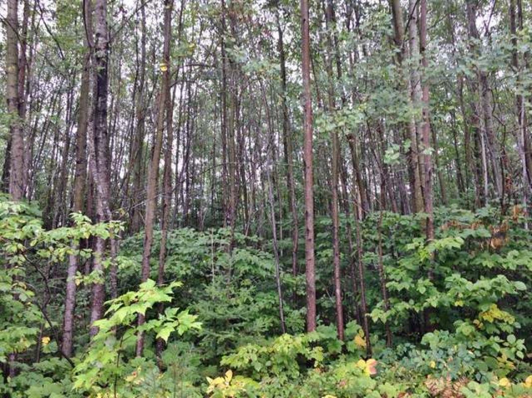 ON PINE LAKE RD, Minocqua, WI 54548