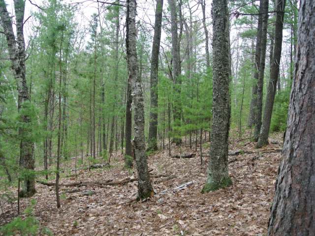On Chicken In The Woods Rd