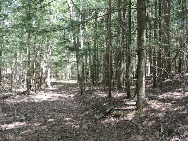 On Chicken In The Woods Rd