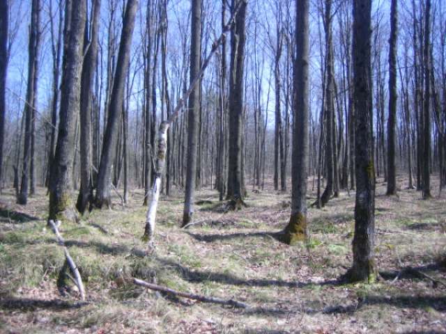 Lot #13 Little Long Lake Ln