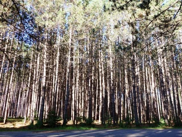 Lot 17 Lundy Ln