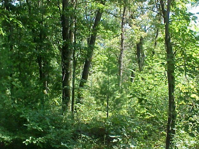 Lot 1 Little Pine Creek Sub