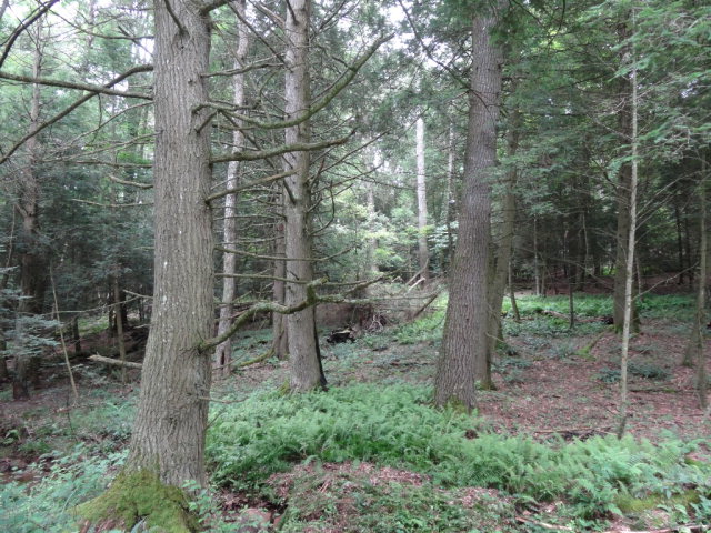 - ASBURY TRACE, Lewisburg, WV 24901